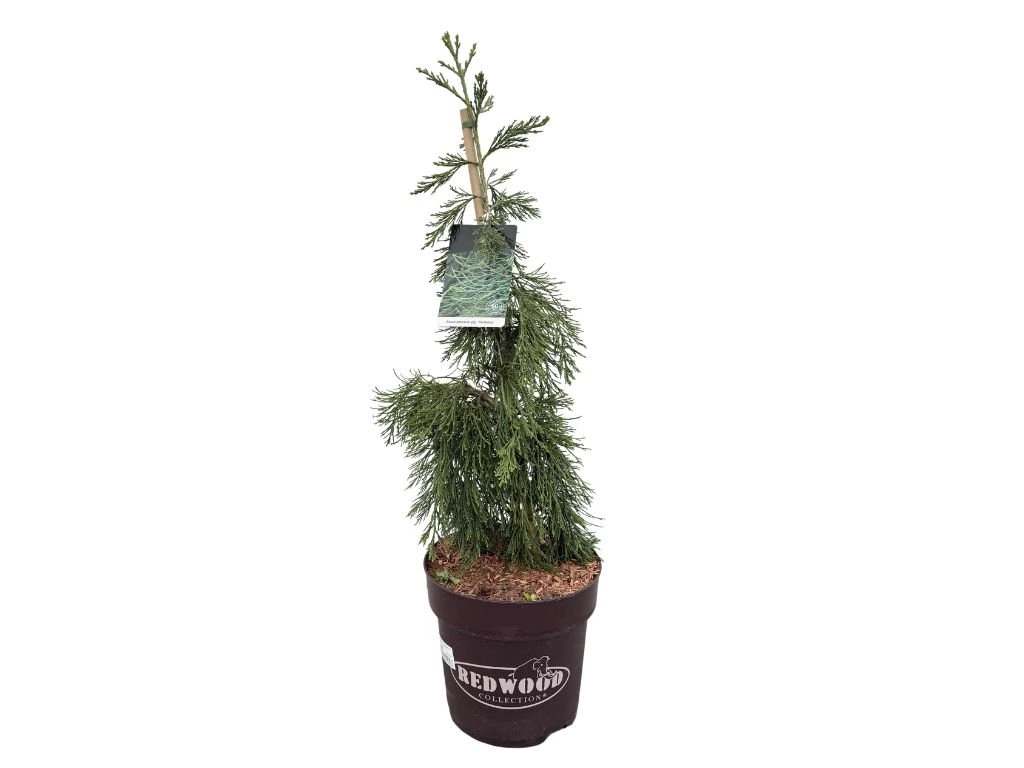 Sekvojovec mamutí Pendulum, výška 70–100 cm, květináč 15 l