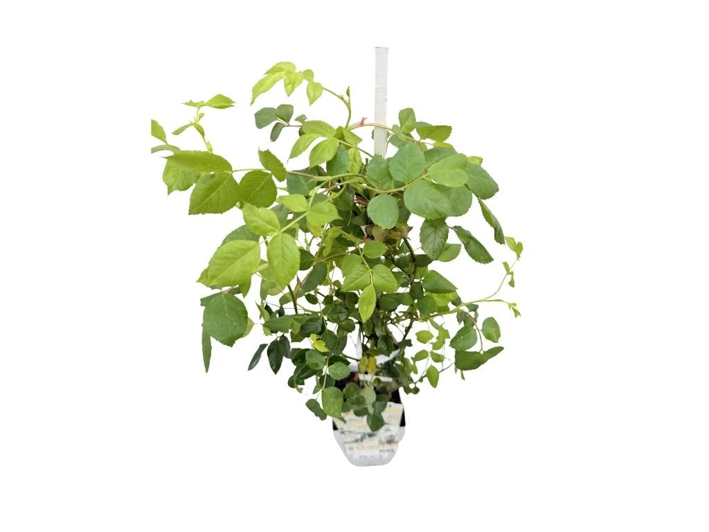 Růže popínavá Crazy in Love Vanilla, výška 50–60 cm, květináč 15 cm