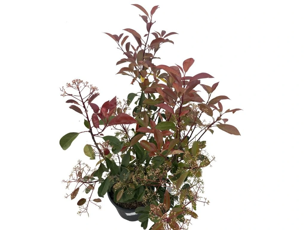 Blýskavka Fraserova Red Robin, výška 80–100 cm, květináč 9 l