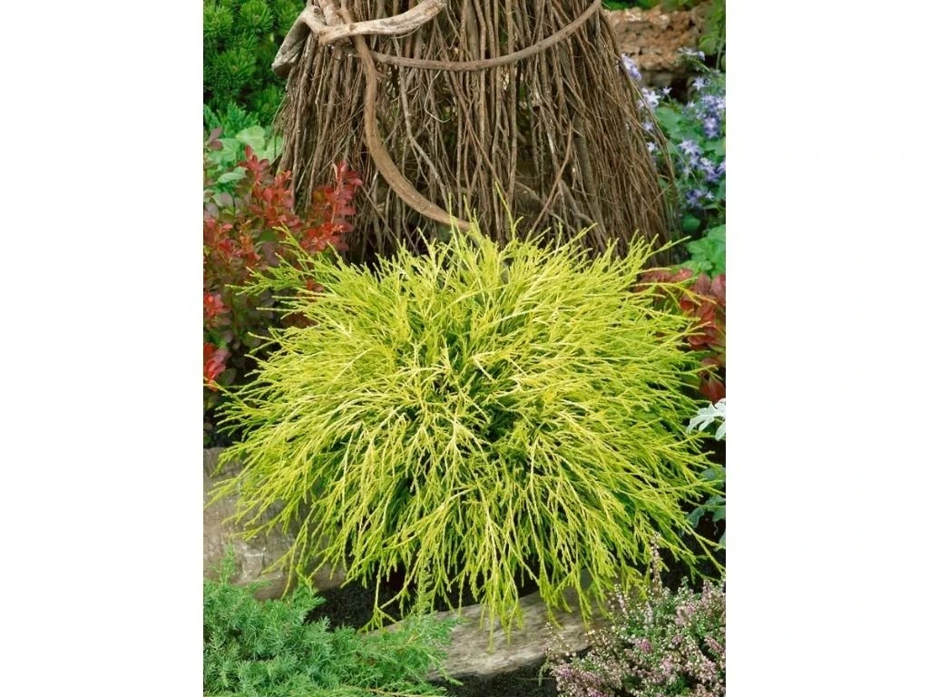 Cypřišek hrachonosný Sungold, výška 20–30 cm, květináč 2 l