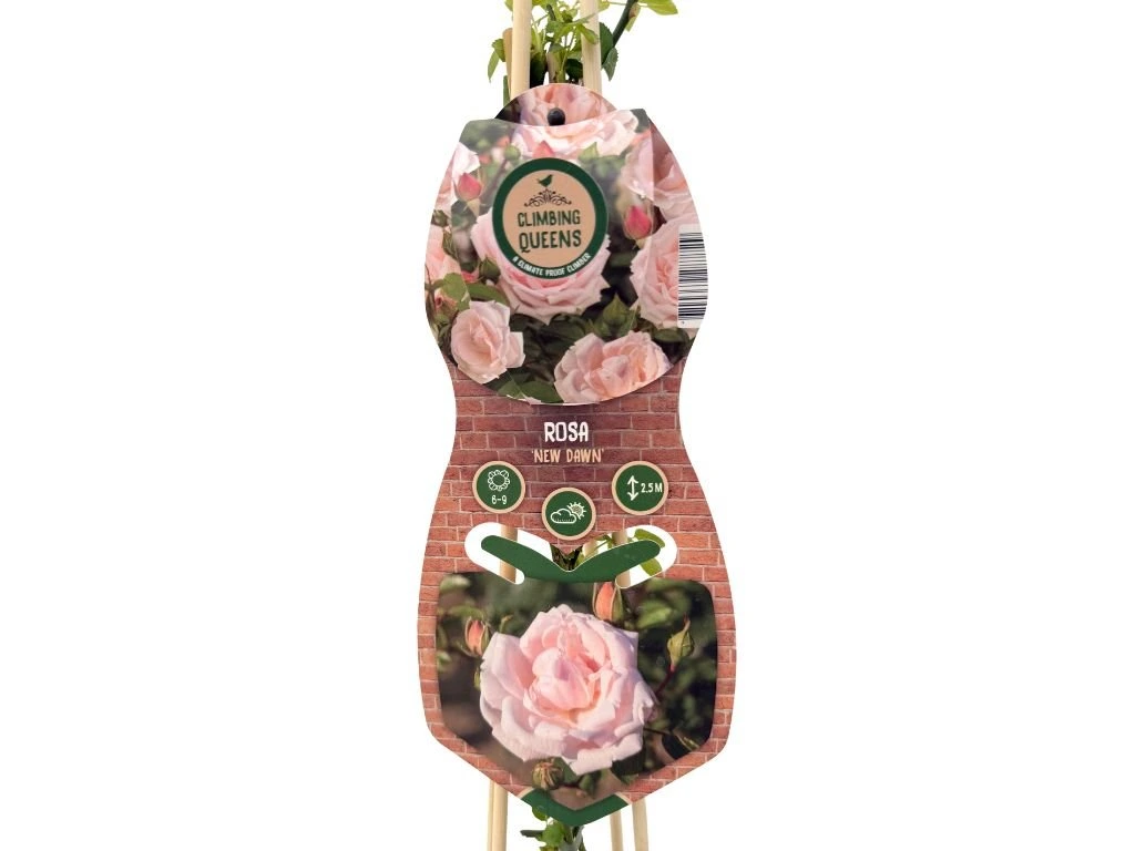 Růže popínavá New Dawn, výška 50–60 cm, květináč 1,5 l