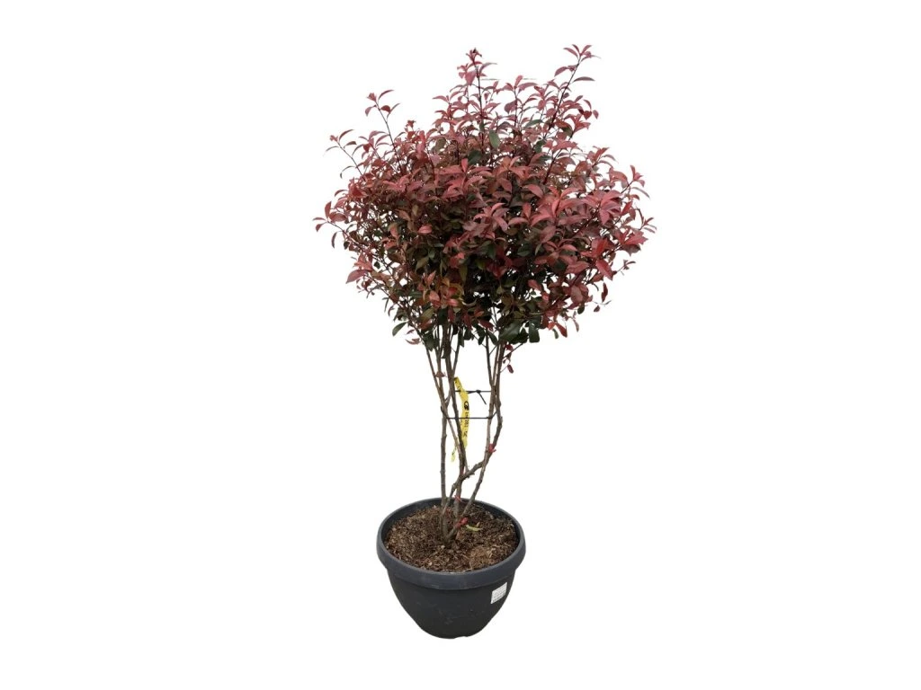 Blýskavka Fraserova Robusta Compact, multikmen, výška 110–130 cm, květináč 40 l