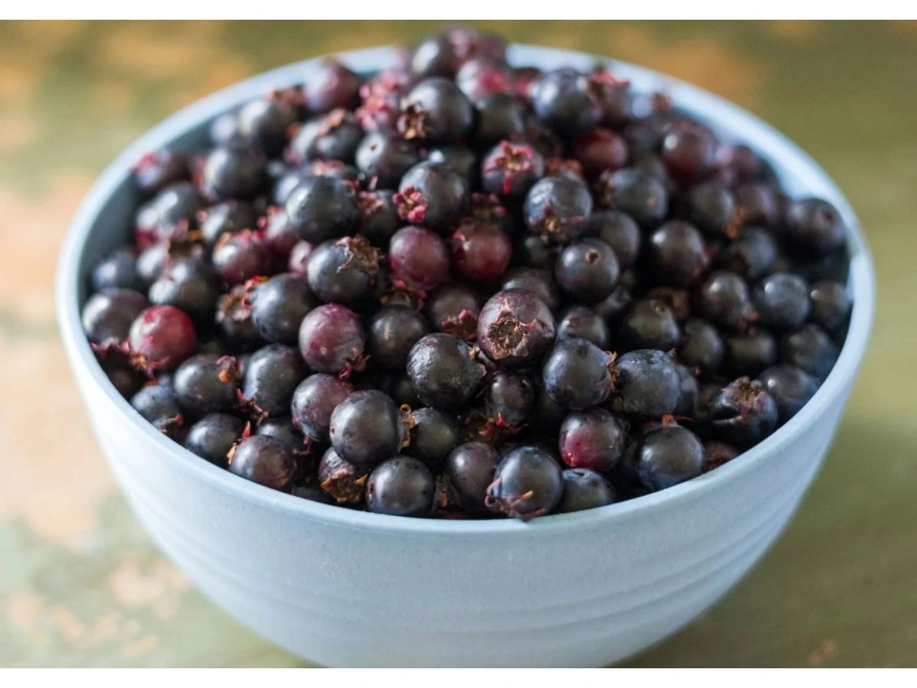 Muchovník olšolistý Saskatoon Berry, výška 20–40 cm, květináč 21 cm