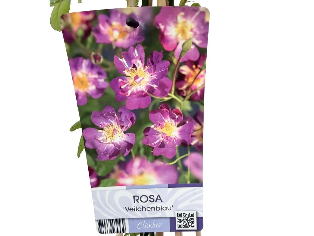 Růže popínavá Veilchenblau, výška 50–60 cm, květináč 17 cm