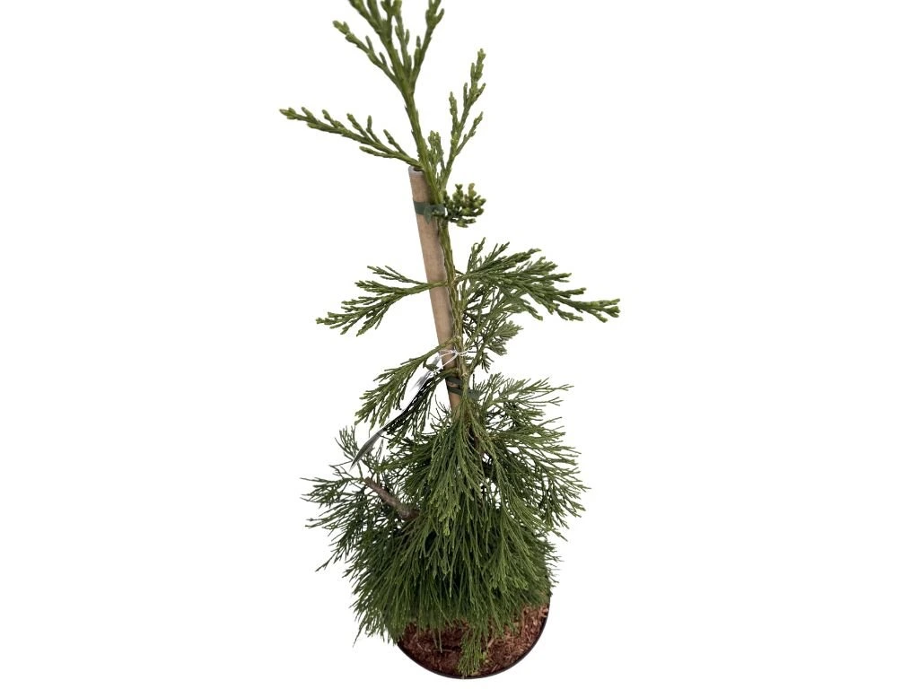 Sekvojovec mamutí Pendulum, výška 70–100 cm, květináč 15 l
