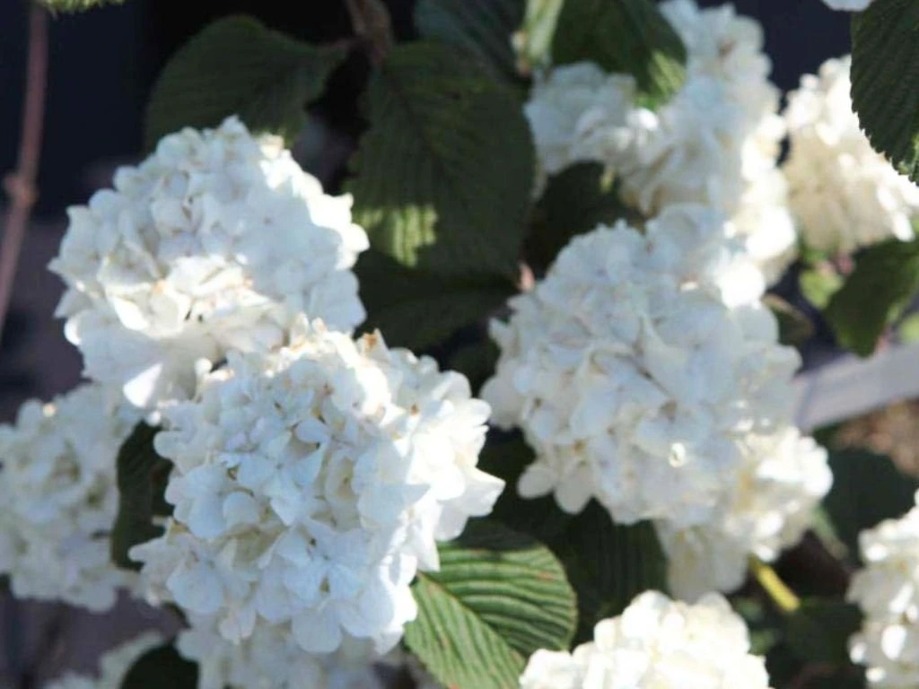 Kalina japonská Grandiflorum, výška 20–40 cm, květináč 2 l