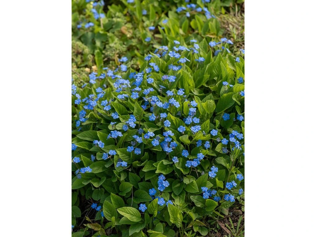 Pupkovec jarní, květináč 9 cm
