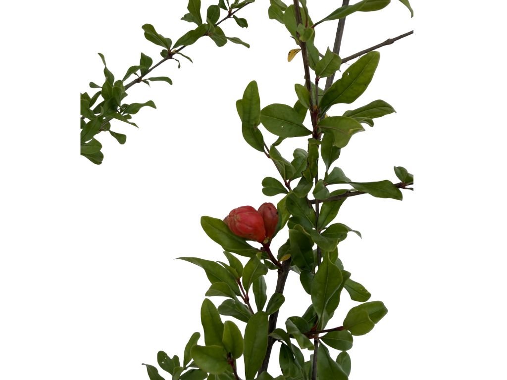 Granátovník punský Fina Tendral na 90–100 cm kmínku, výška 170–200 cm, květináč 6 l