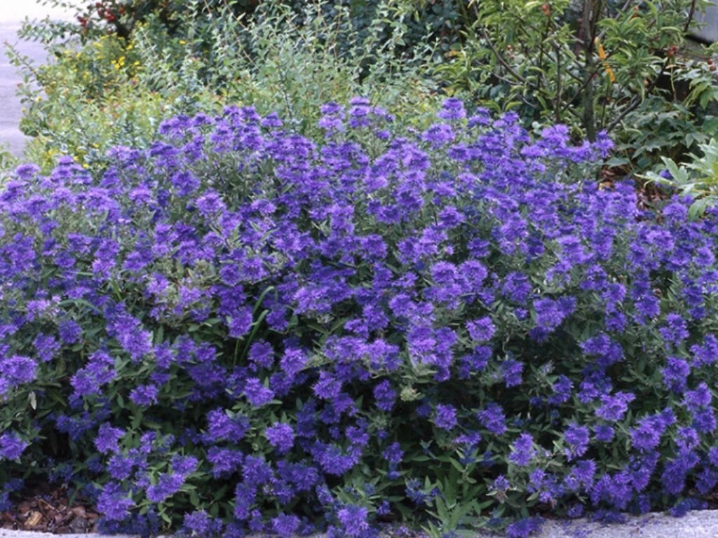 Ořechoplodec klandonský Kew Blue, výška 20–30 cm, květináč 15 cm