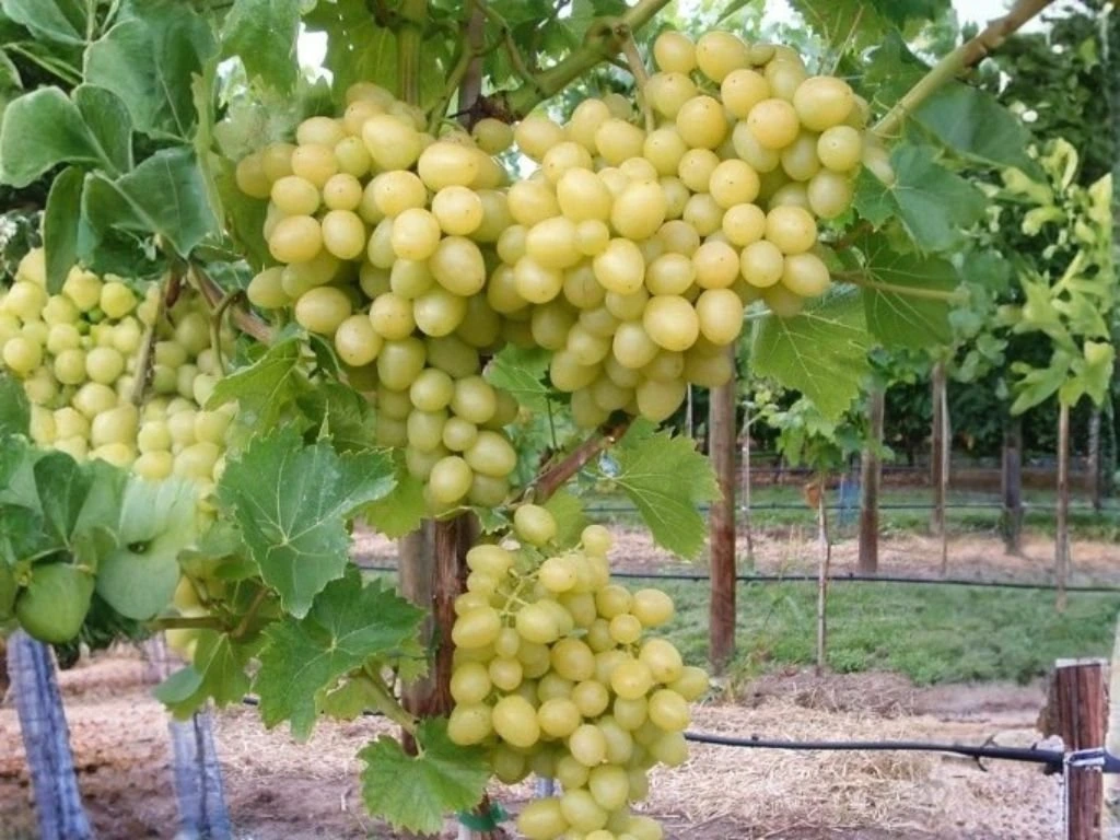 Réva vinná stolní Arkadia, vyvázaná, výška 150–175 cm, květináč 5 l
