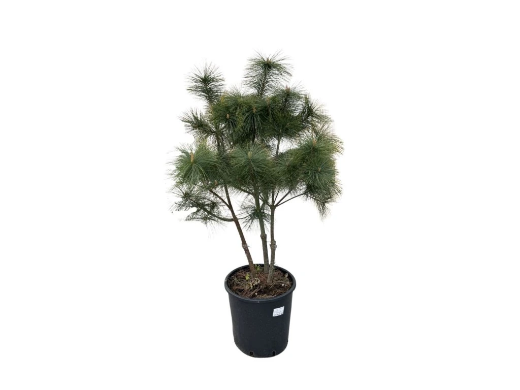 Borovice hladká Radiata, multikmen, výška 100–120 cm, květináč 25 l