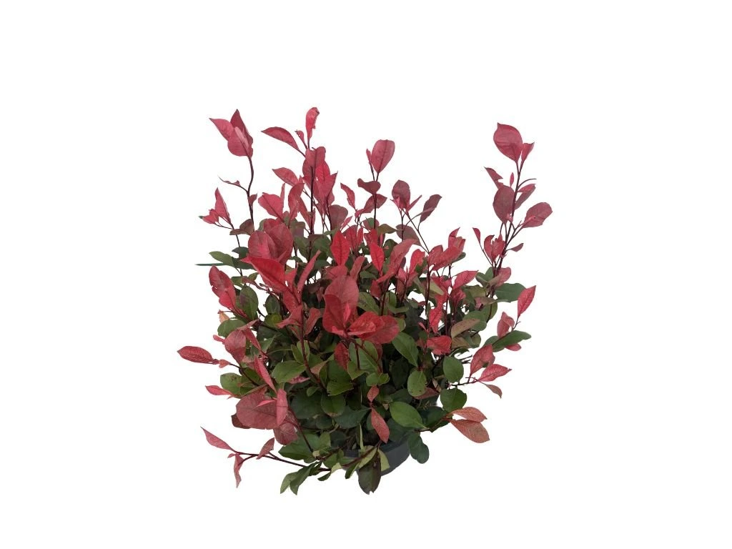 Blýskavka Fraserova Chico, výška 30–50 cm, květináč 5 l