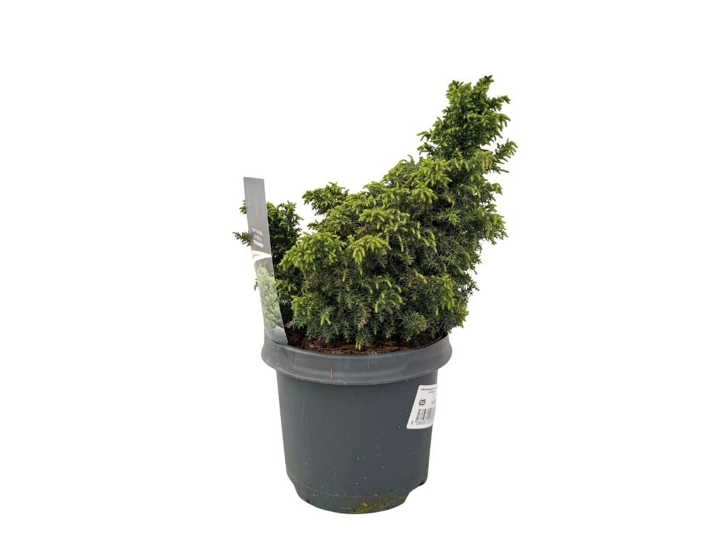 Kryptomerie japonská Yokohama, výška 20–30 cm, květináč 19 cm