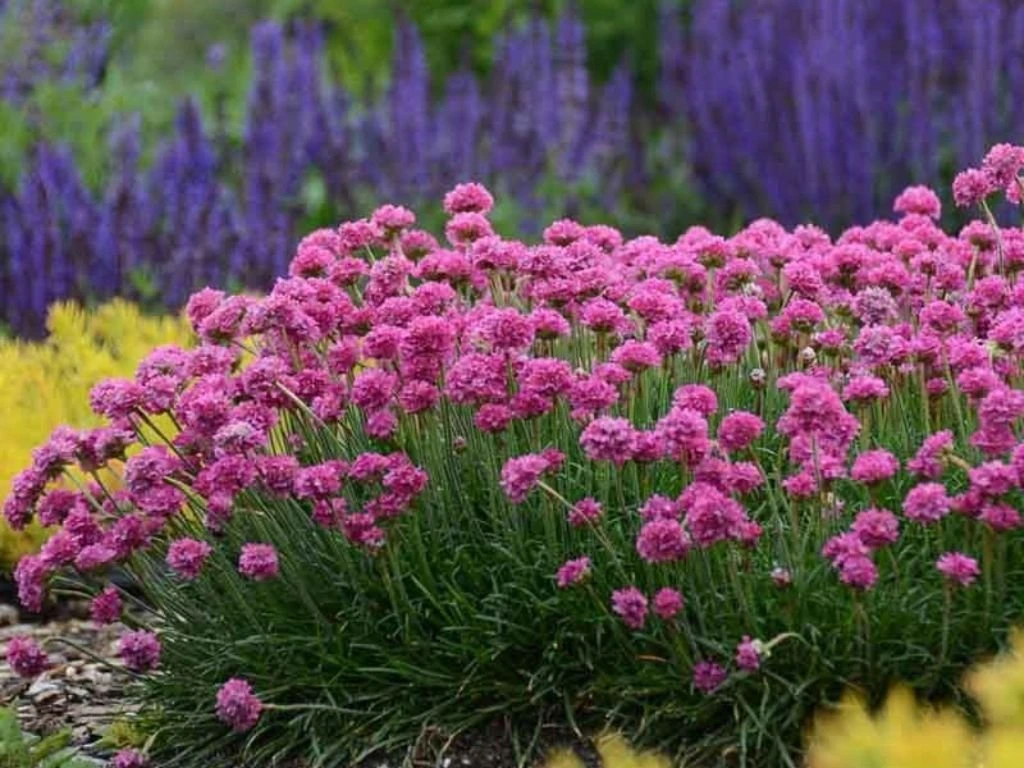 Trávnička přímořská Armada Pink, květináč 9 cm