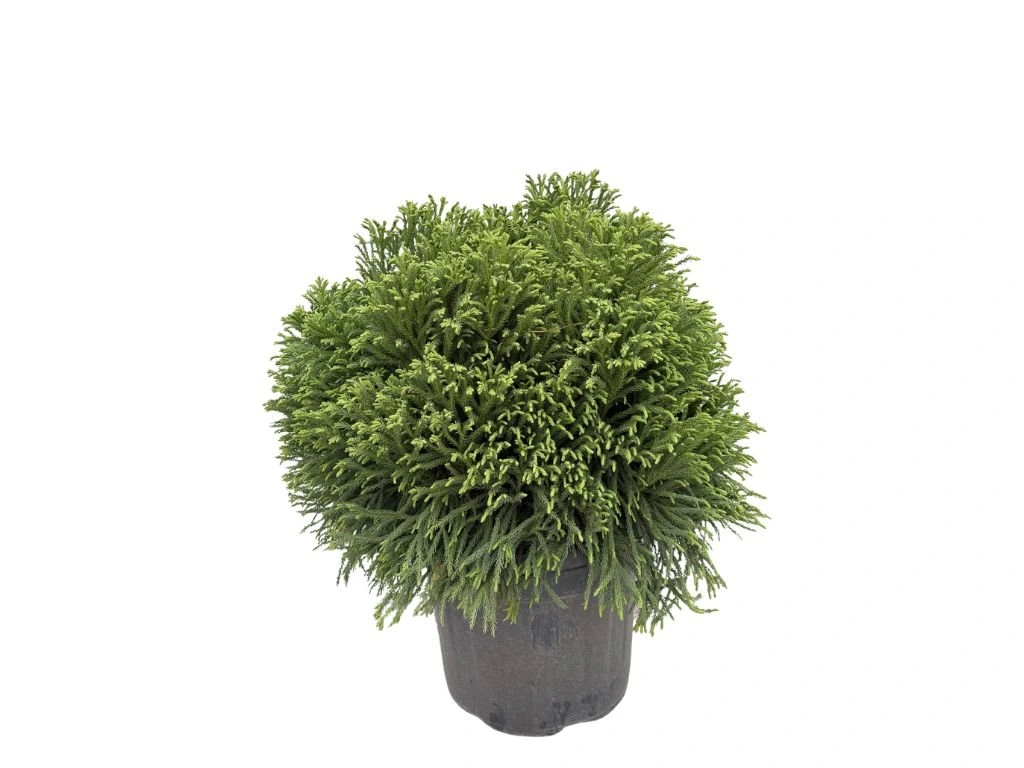 Kryptomérie japonská Globosa Nana, výška 60–70 cm, květináč 45 l