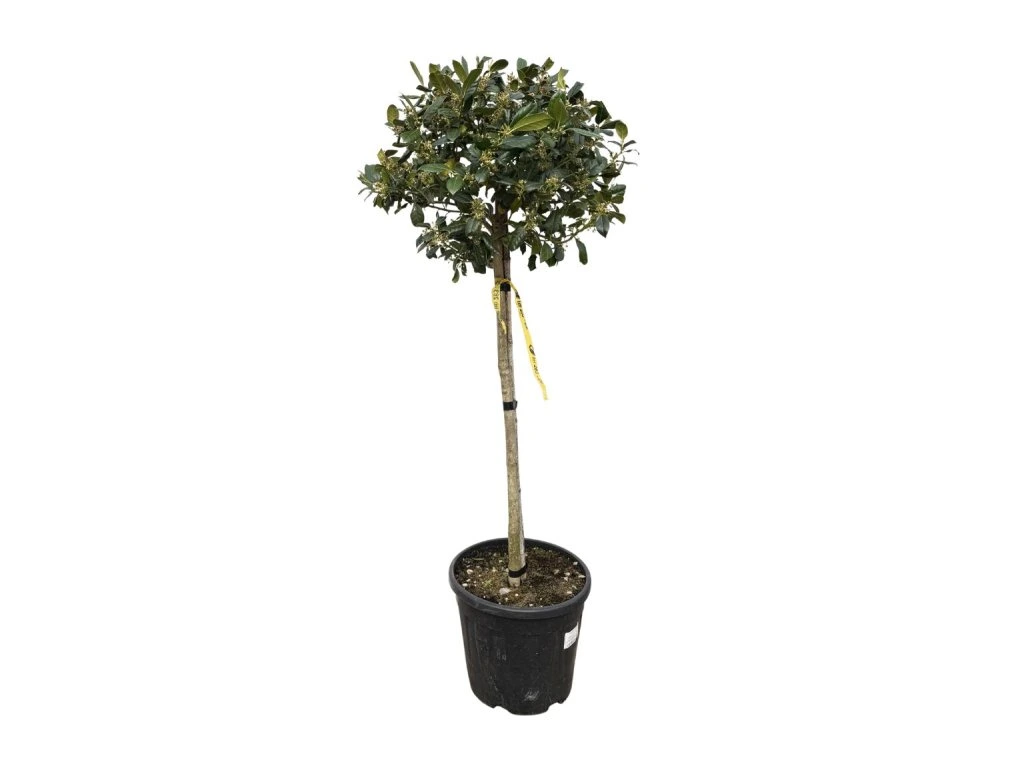 Cesmína meserveae Nellie R. Stevens na kmínku 70–80 cm, výška 110–130 cm, květináč 18 l