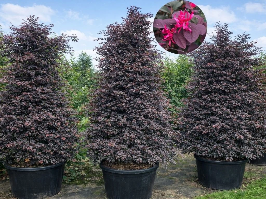 Loropetalum čínské Fire Dance, výška 60–80 cm, tvarovaný jehlan, květináč 10 l