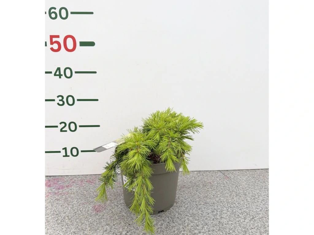 Cedr himálajský Lime Glow, výška 20–30 cm, květináč 5 l