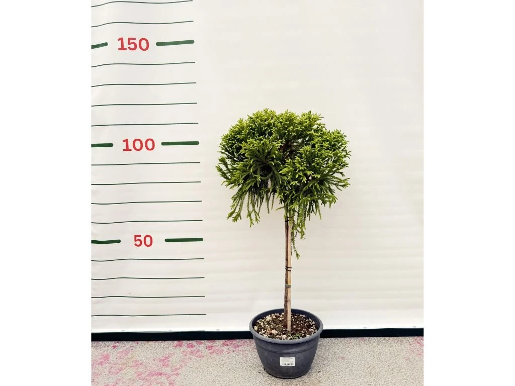 Kryptomerie japonská Globosa Nana na kmínku 40–50 cm, výška 80–100 cm, květináč 30 l