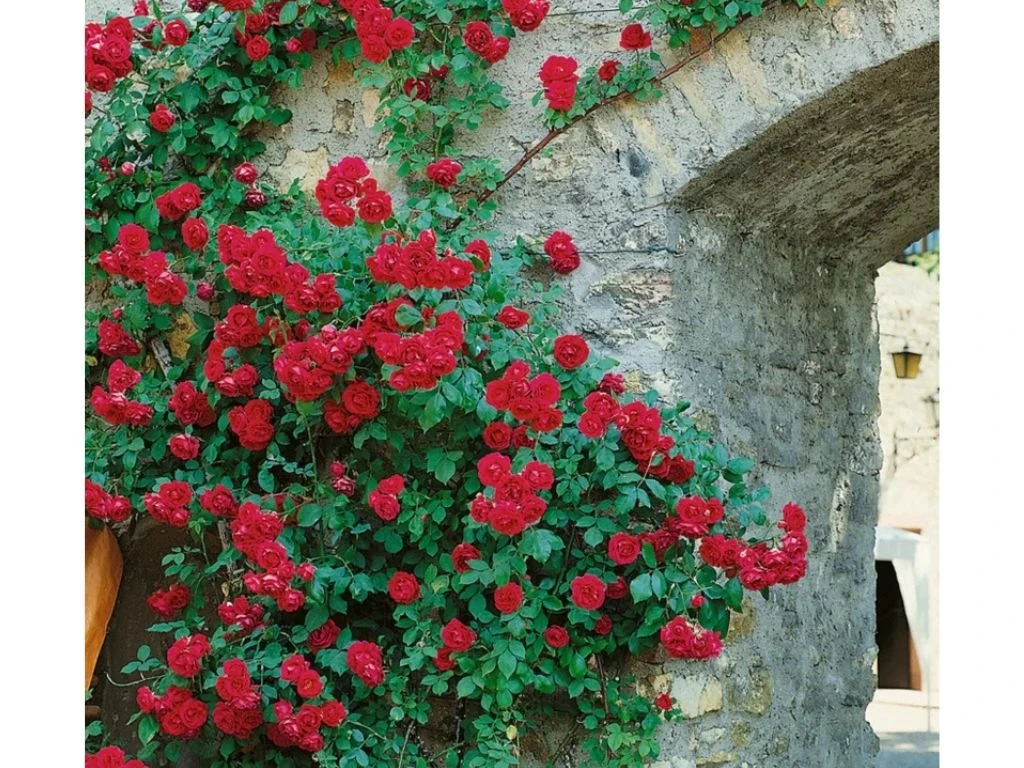 Růže popínavá Pauls Scarlet Climber, výška 50–60 cm, květináč 1,5 l