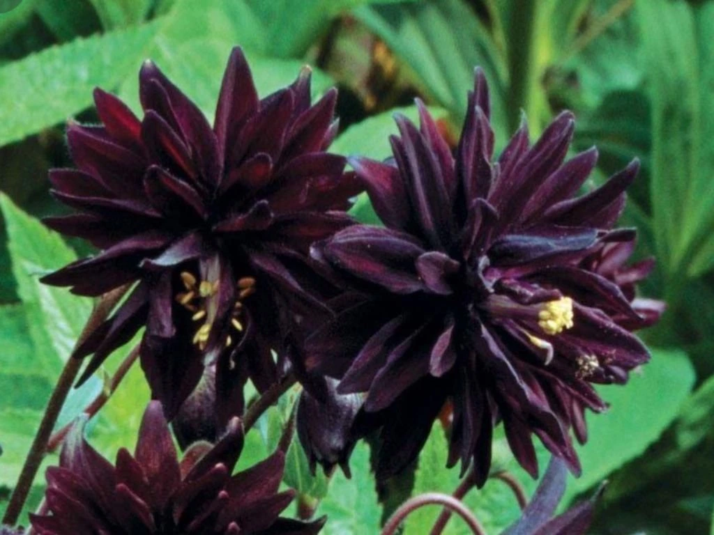Orlíček obecný Black Barlow, květináč 11 cm