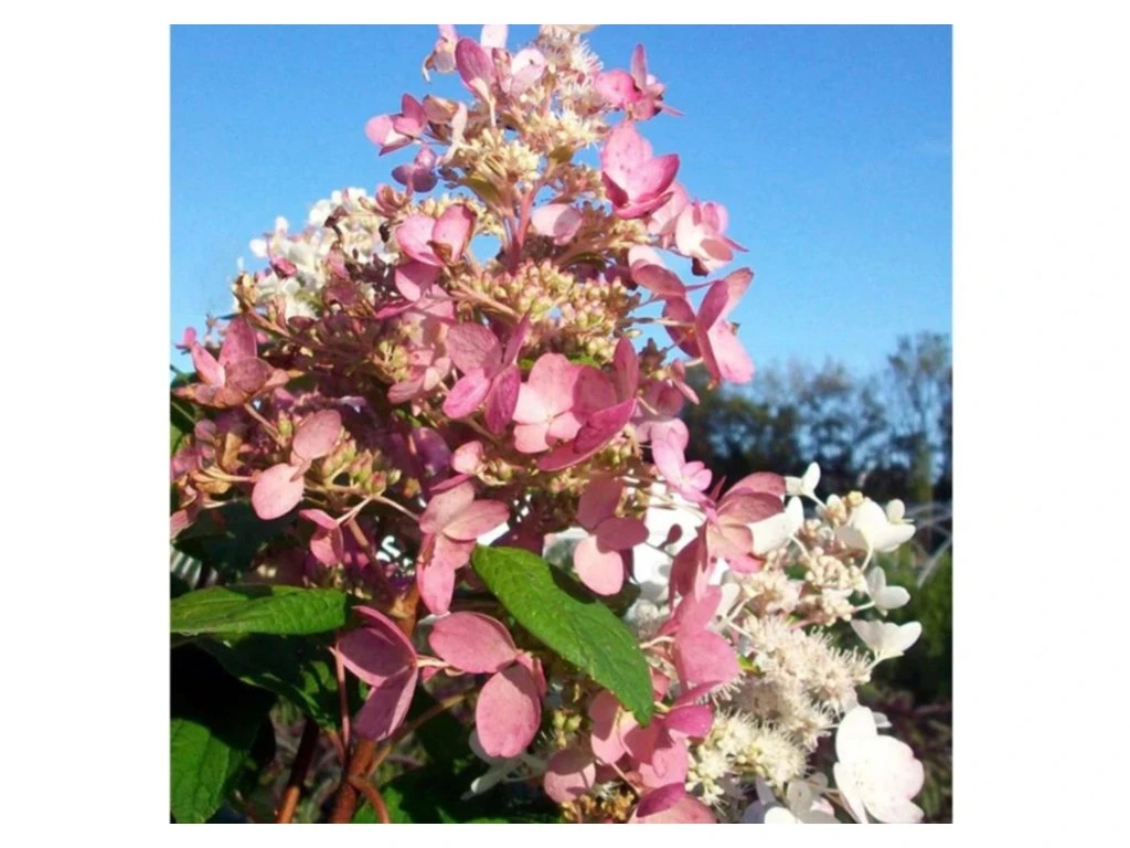 Hortenzie latnatá Pink Diamond, výška 30–40 cm, květináč 17 cm