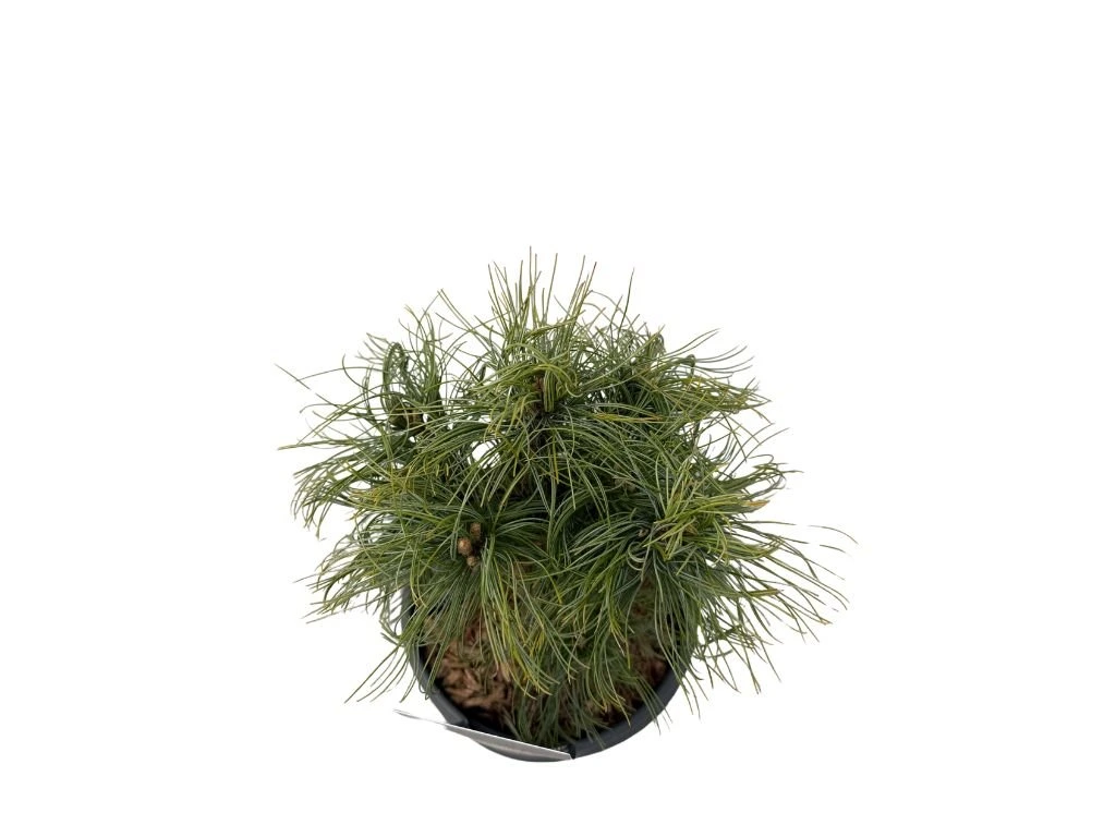 Borovice hladká Tiny Curls, výška 20–30 cm, květináč 19 cm