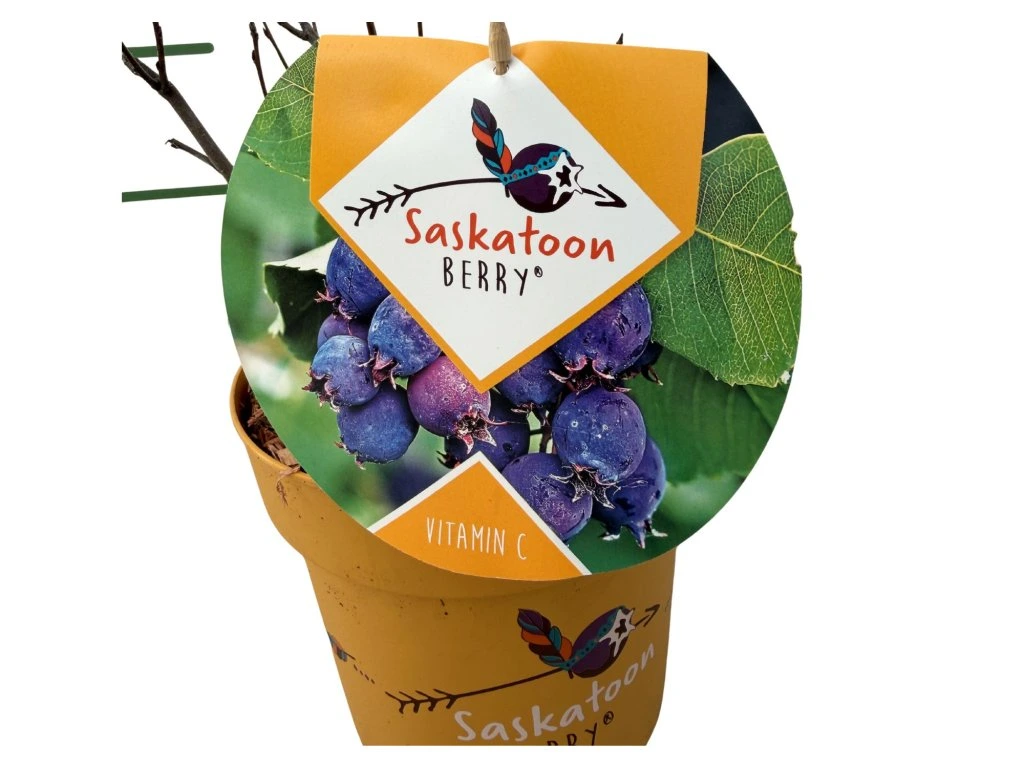 Muchovník olšolistý Saskatoon Berry, výška 20–40 cm, květináč 21 cm