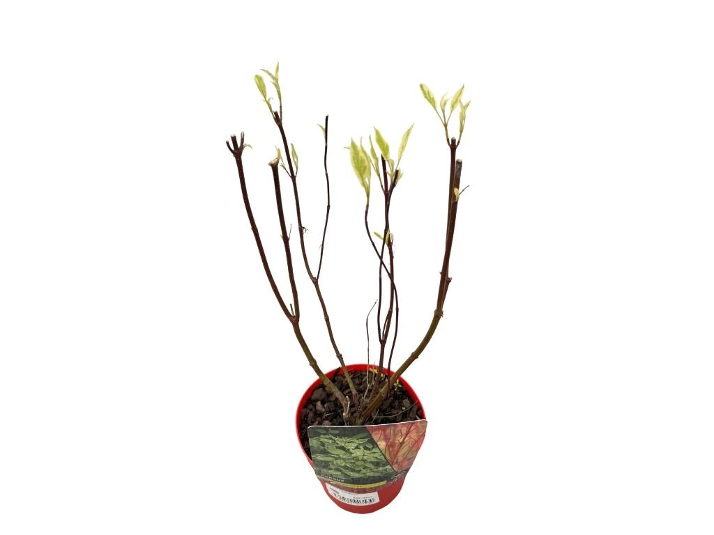 Svída bílá Elegantissima, výška 30–40 cm, květináč 14 cm