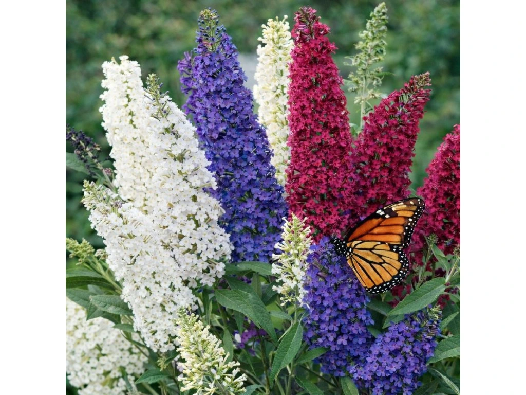 Komule Davidova Tricolor, výška 30–50 cm, květináč 19 cm
