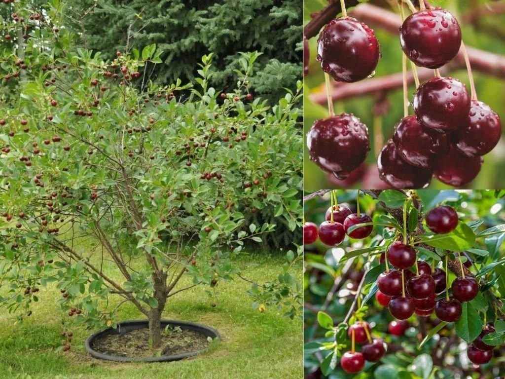 Višeň keřová Carmine Jewel, výška 30–40 cm, květináč 2 l