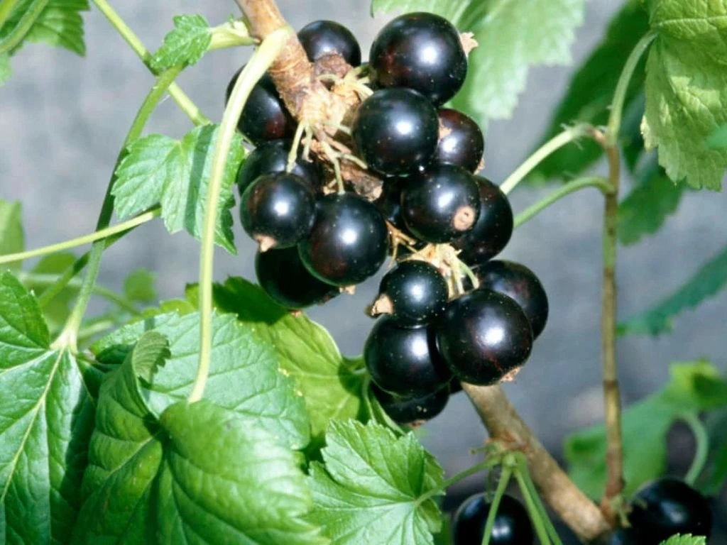 Rybíz černý Ben Sarek, výška 30–40 cm, květináč 1,5 l