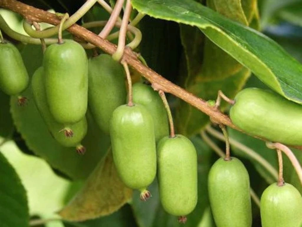Mini kiwi Super Jumbo, výška 20–40 cm, květináč 9 cm