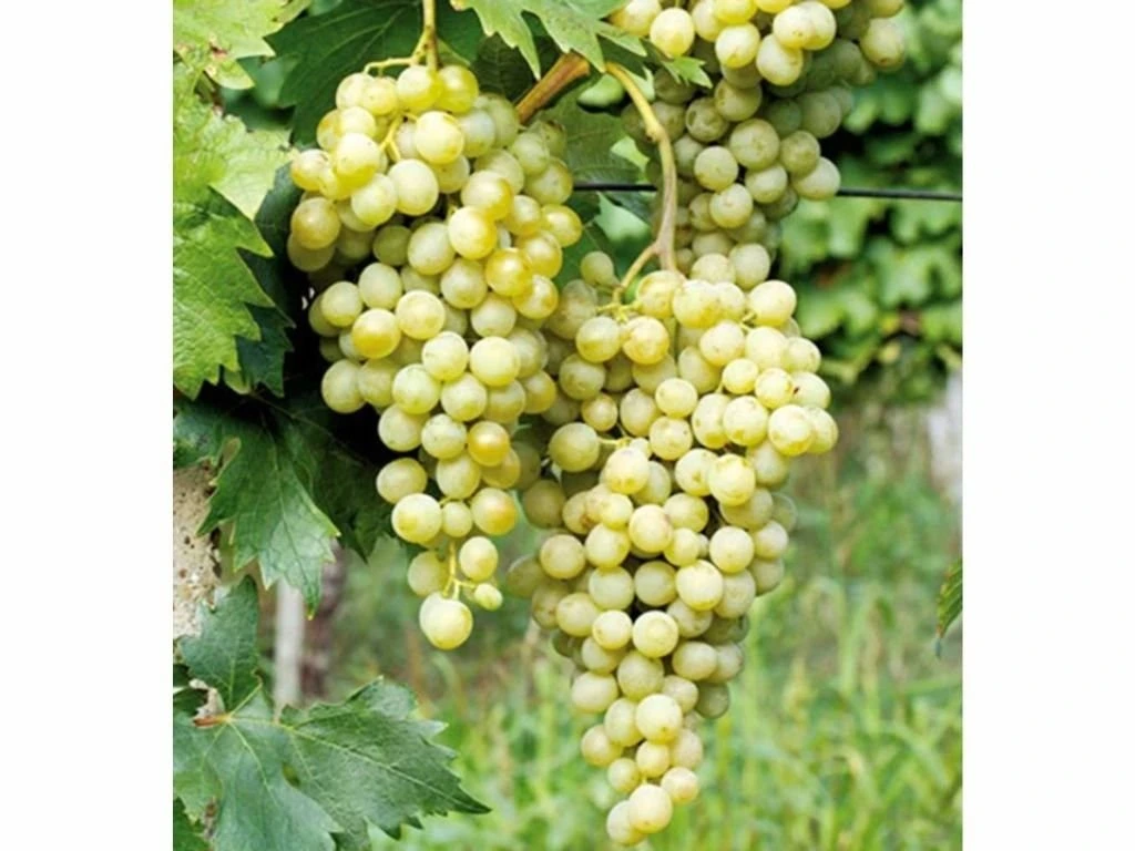 Réva vinná stolní Muškát Pölöskei, vyvázaná, výška 150–175 cm, květináč 5 l