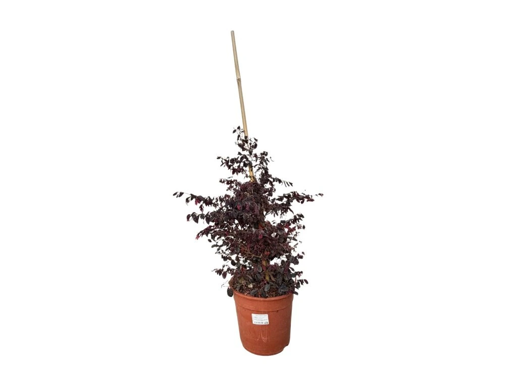 Loropetalum čínské Fire Dance, výška 60–80 cm, tvarovaný jehlan, květináč 10 l