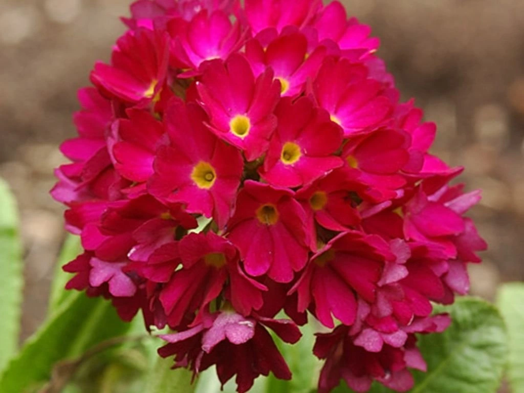 Prvosenka zoubkatá Rubin Selection, květináč 9 cm