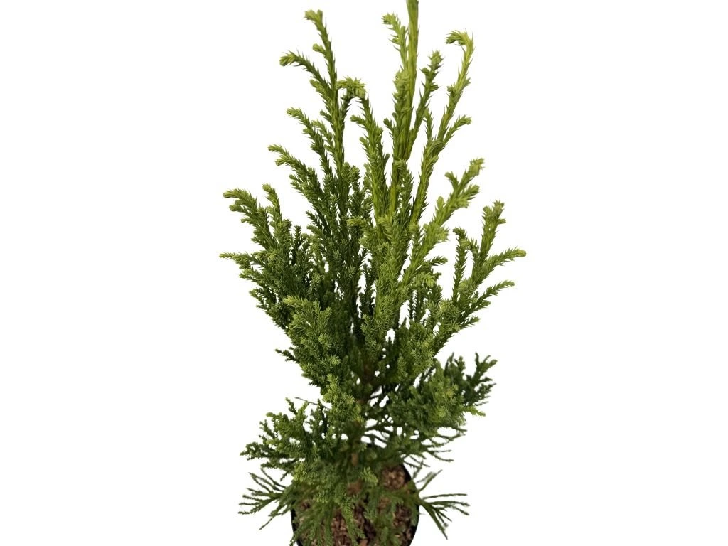 Kryptomerie japonská Jindai, výška 60–80 cm, květináč 23 cm