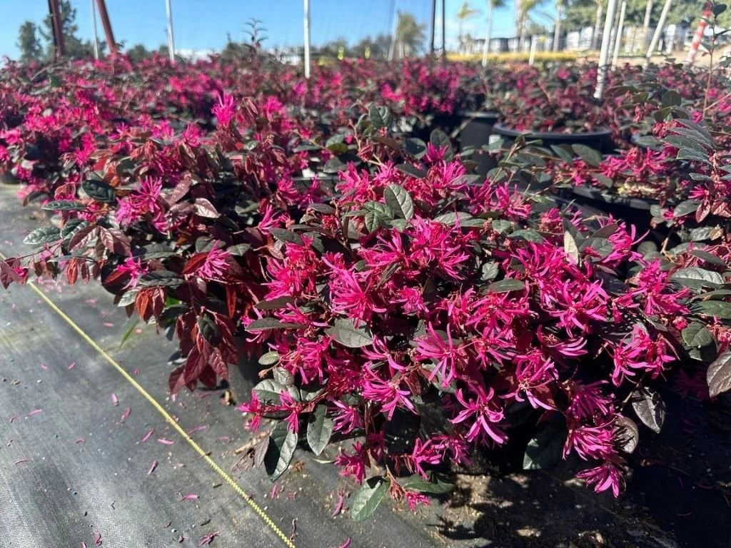 Loropetalum čínské Rubra, výška 60–70 cm, květináč 40 l