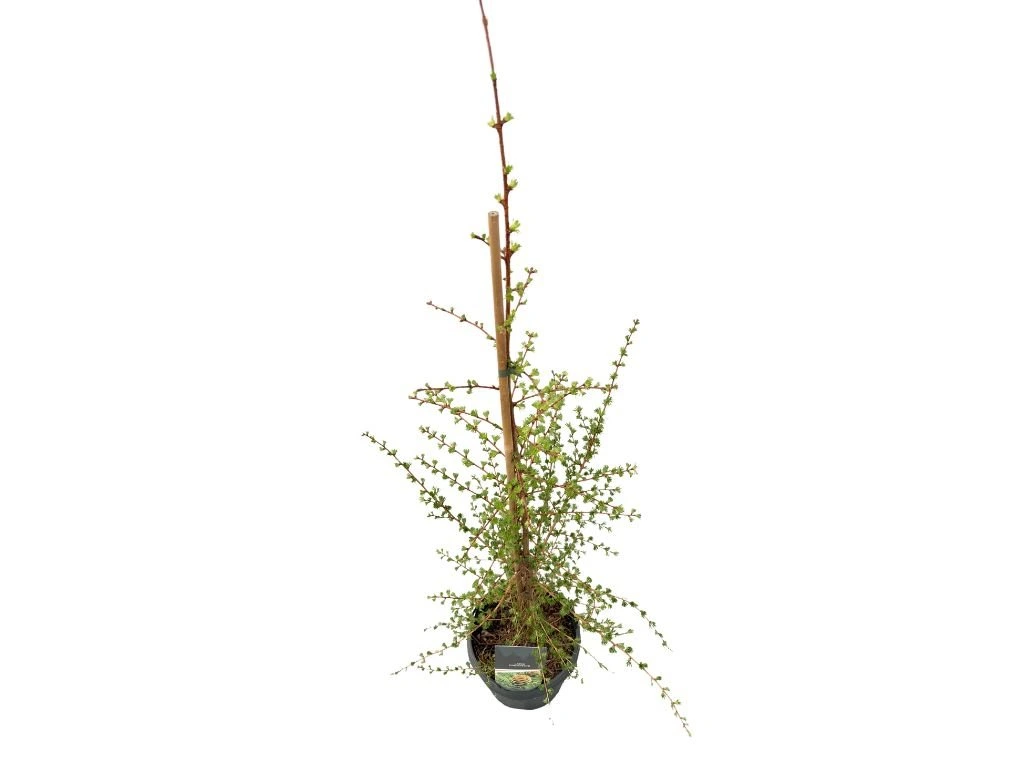 Modřín japonský, výška 90–120 cm, květináč 23 cm