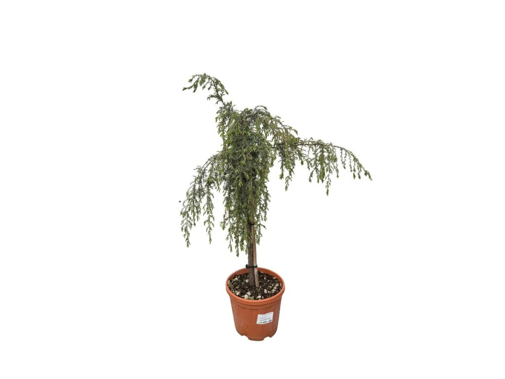 Jalovec obecný Oblonga Pendula na kmínku, výška 50–60 cm, květináč 5 l
