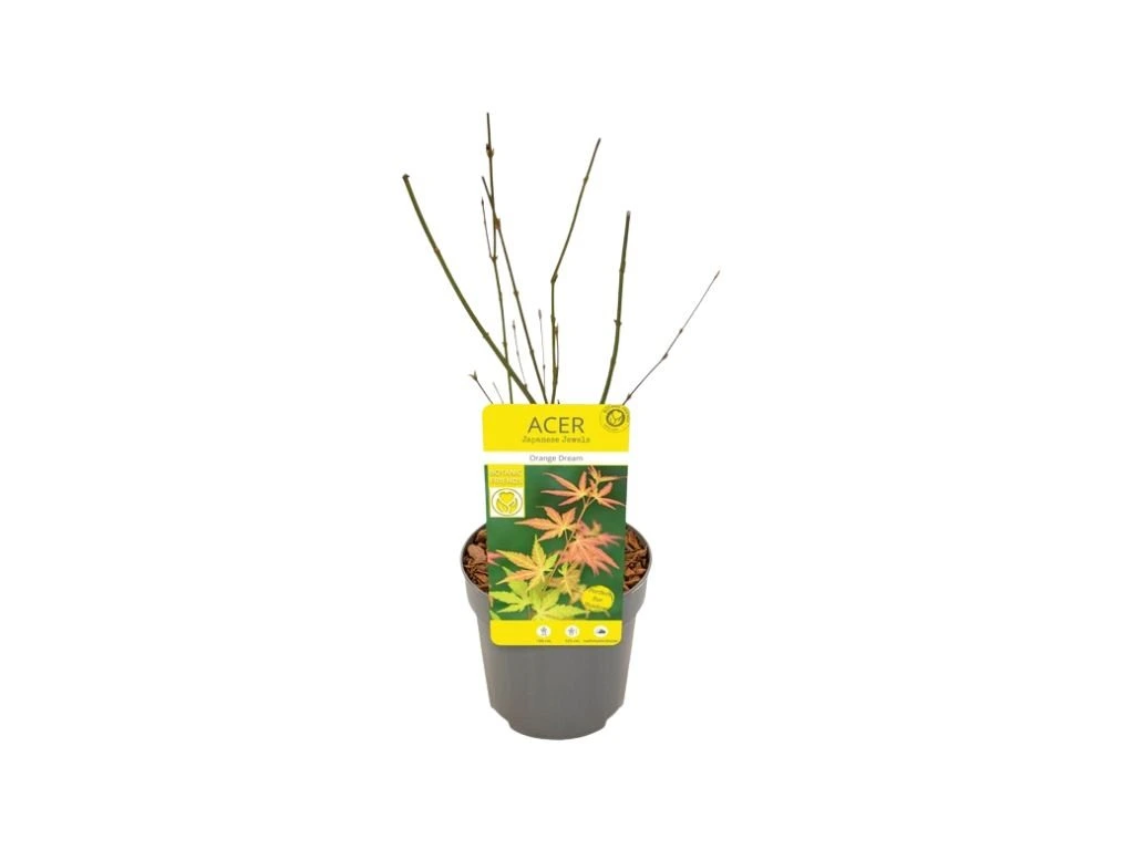 Javor dlanitolistý Orange Dream, výška 20–40 cm, květináč 10 cm