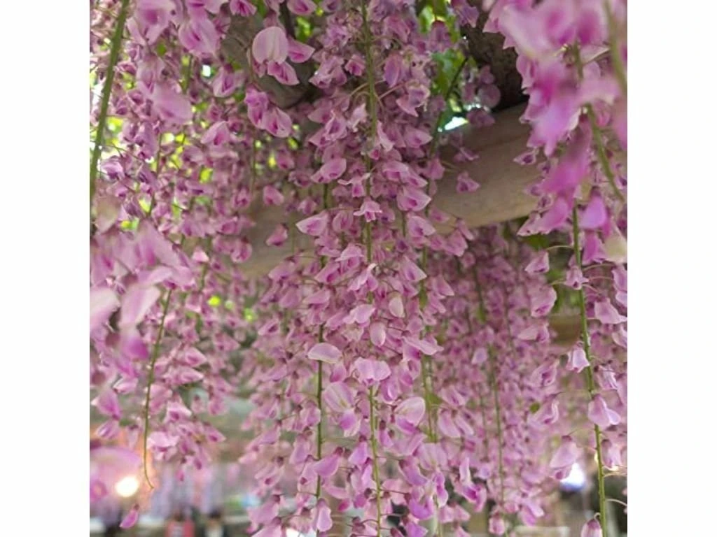 Vistárie květnatá Rosea, výška 50–70 cm, květináč 15 cm