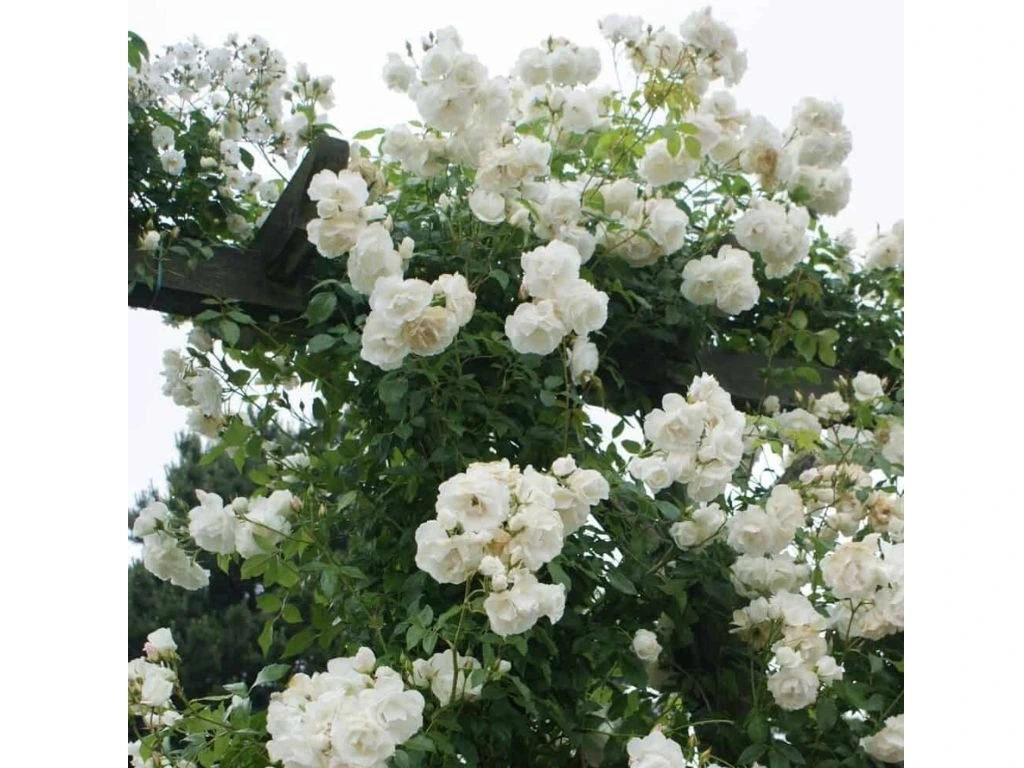 Růže popínavá Snow Queen, výška 50–60 cm, květináč 1,5 l