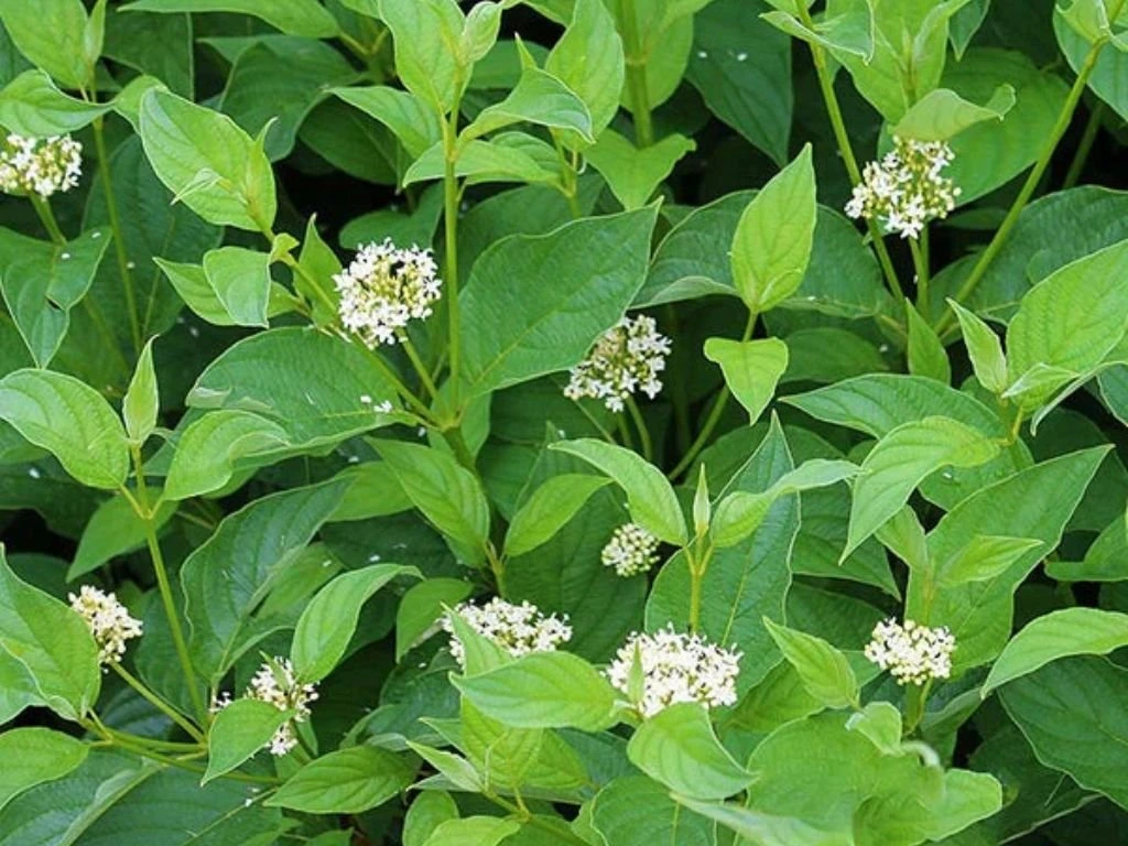 Svída výběžkatá Flaviramea, výška 30–40 cm, květináč 14 cm