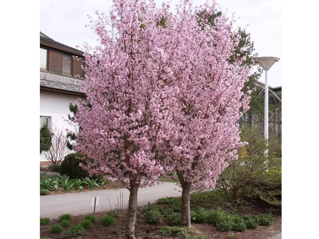 Okrasná slivoň Ruby, výška 50–80 cm, květináč 23 cm