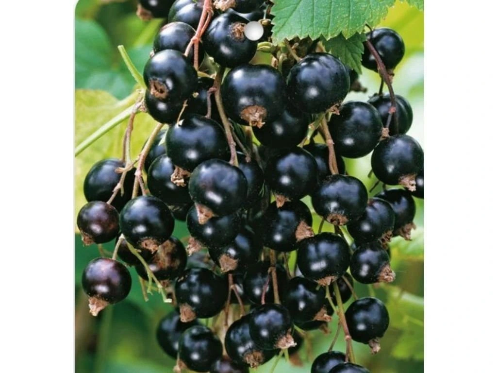 Rybíz černý Öjebyn, výška 30–40 cm, květináč 1,5 l