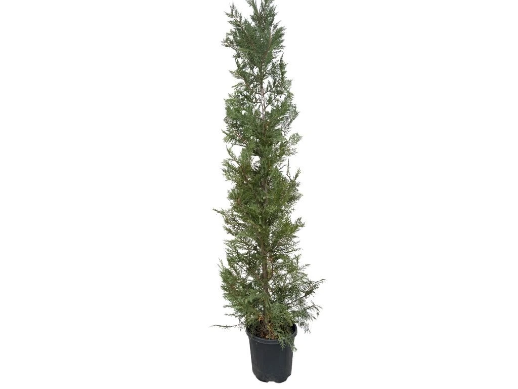 Cypřišovec Leylandův, výška 180–200 cm, květináč 15 l