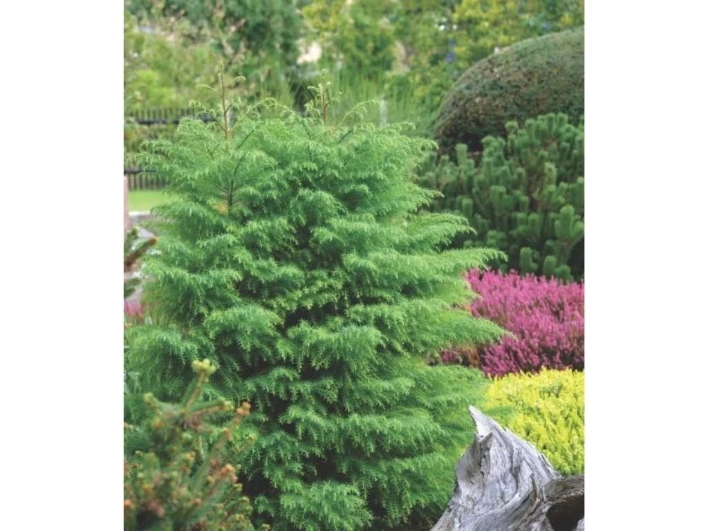 Kryptomerie japonská Elegans Viridis, výška 40–50 cm, květináč 23 cm