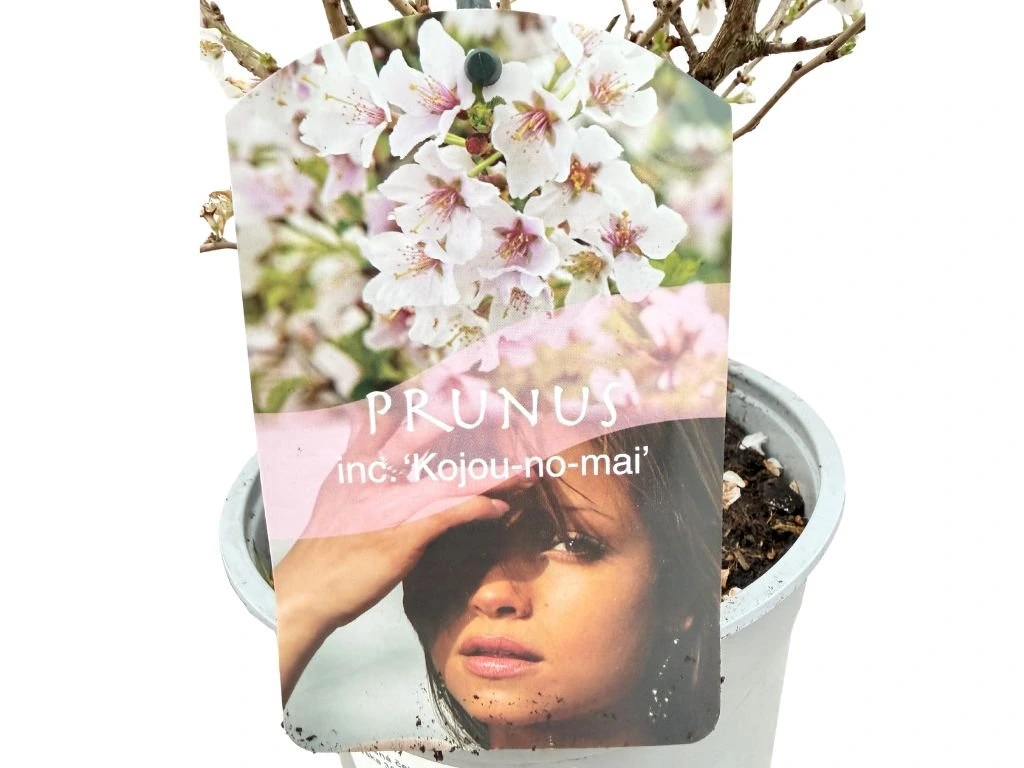 Okrasná čerešňa Kojou - no - mai, výška 30-40 cm, kvetináč 2,5 l