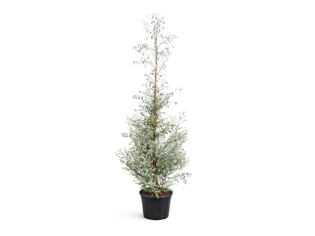 Eukalyptus Gunnii, výška 150–200 cm, květináč 18 l